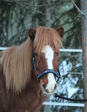 Turridning Malung Sälen kommun, dalarna häst