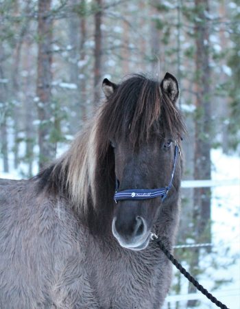 Turridning Malung Sälen kommun, dalarna häst