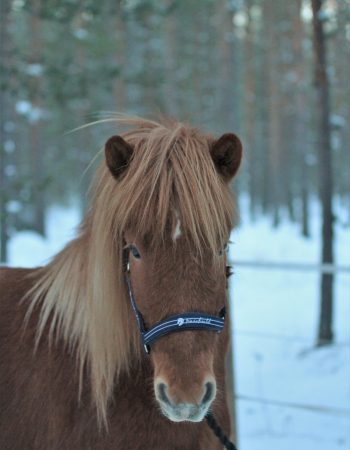 Turridning Malung Sälen kommun, dalarna häst