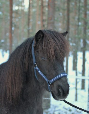 Turridning Malung Sälen kommun, dalarna häst