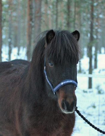 Turridning Malung Sälen kommun, dalarna häst