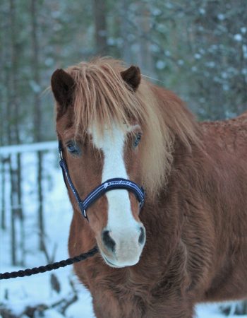 Turridning Malung Sälen kommun, dalarna häst