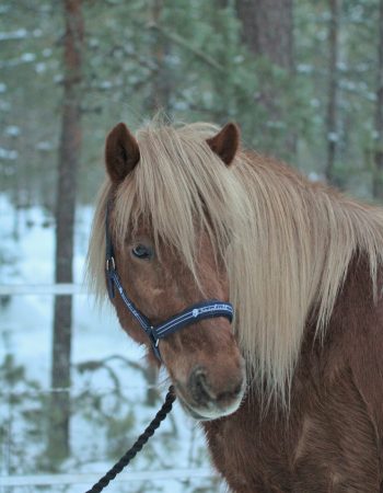 Turridning Malung Sälen kommun, dalarna häst