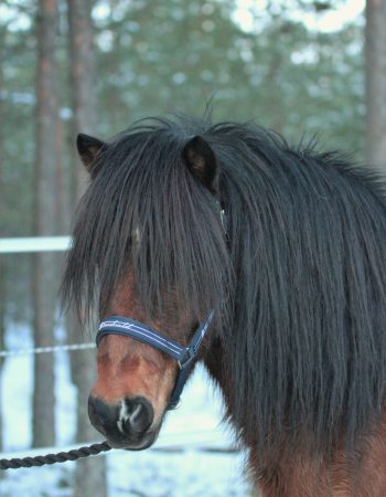 Turridning Malung Sälen kommun, dalarna häst